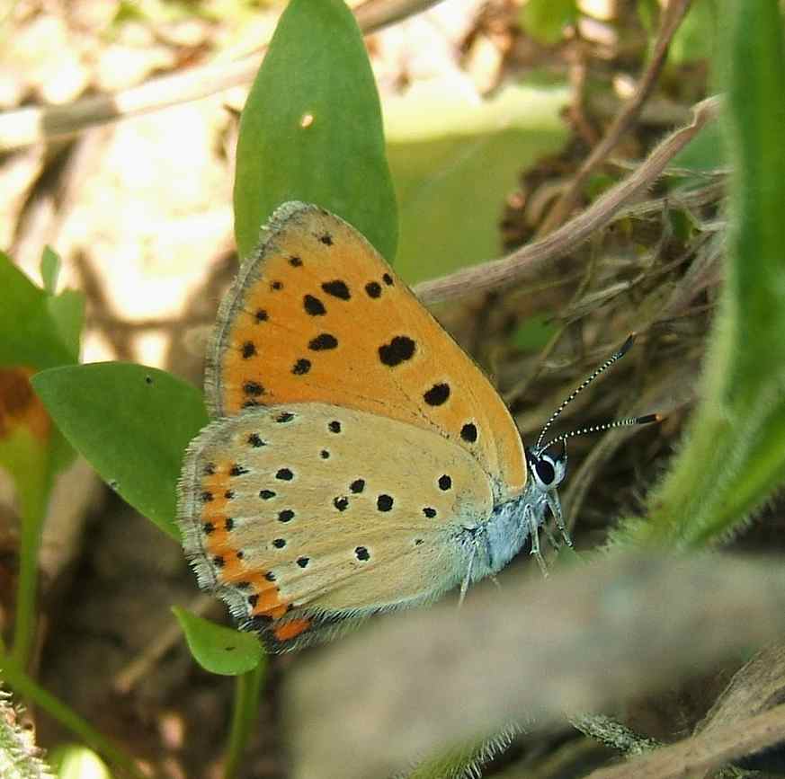 Lycaena alciphron Lycaena alciphron